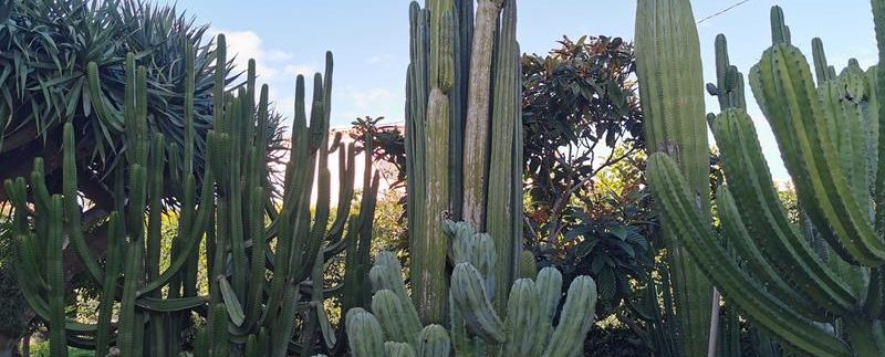 IMG_20201125_120557 (Copy)